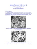 BỆNH ĐẦU VÀNG TRÊN TÔM SÚ (YELLOW HEAD DISEASE - YHD) pdf