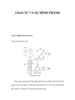 GIAO TỬ VÀ SỰ HÌNH THÀNHI. QUÁ TRÌNH TẠO GIAO TỬ docx