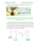 Giáo trình : Kỹ thuật nhân giống in vitro part 4 pps