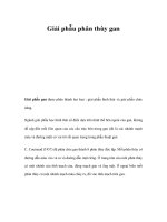 Giải phẫu phân thùy gan potx