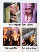 CHuyên đề bồi dưỡng sự nhân lên của viruts trong tế bào chủ