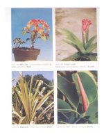 Cây Cảnh - Hoa Việt Nam Phần 4 pptx