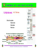 Bài giảng côn trùng : Đặc điểm giải phẫu côn trùng part 2 pdf