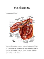 Đám rối cánh tay pptx