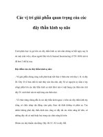 Các vị trí giải phẫu quan trọng của các dây thần kinh sọ não pot