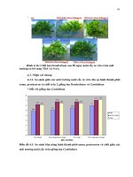 Luận văn : ẢNH HƯỞNG CỦA CÁC CHẤT ĐIỀU HÒA SINH TRƯỞNG ĐẾN QUÁ TRÌNH NUÔI CẤY IN VITRO CỦA HAI GIỐNG LAN DENDROBIUM VÀ CYMBIDIUM part 7 ppt