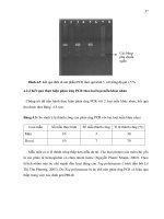 Luận văn : Ứng dụng kỹ thuật PCR - RFLP xác định các kiểu gen thụ thể prolactin trên giống heo Yorkshire part 5 pot