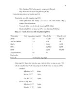 Luận văn : PHÂN TÍCH ĐA DẠNG DI TRUYỀN MỘT SỐ MẪU NẤM Corynespora cassiicola (Berk. & Curt.) Wei GÂY BỆNH TRÊN CÂY CAO SU (Hevea brasiliensis Muell. Arg.) BẰNG PHƯƠNG PHÁP RFLP – PCR part 5 doc
