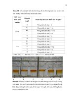 Luận văn : KHẢO SÁT SỰ TÁC ĐỘNG CỦA AUXIN LÊN SỰ SINH TRƯỞNG VÀ SINH TỔNG HỢP ALKALOID CỦA CÂY TRƯỜNG XUÂN HOA (Catharanthus roseus) IN VITRO part 7 pps