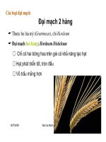 Giáo trình : Công nghệ sản xuất bia và malt part 4 pps