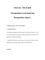 Giun sán - Sán lá phổi ( Paragonimus westermani hay Paragonimus ringeri ) pot