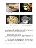Luận văn : NUÔI TRỒNG VÀ XÁC ĐỊNH THÀNH PHẨN AMINO ACID CỦA MỘT SỐ LOÀI NẤM BÀO NGƯ (Pleurotus spp.) BẰNG KỸ THUẬT SẮC KÝ LỎNG CAO ÁP (High performance liquid chromatography - HPLC) part 3 pps