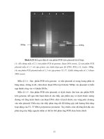 Luân. văn : Xây dựng quy trình biến nạp đoạn DNA vào tế bào vi khuẩn E.coly DH5α part 8 pptx