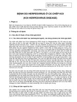 Bệnh do herpesvirus ở cá chép koi