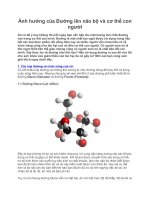 Ảnh hưởng của Đường lên não bộ và cơ thể con người pptx