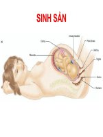 Sinh sản - Biệt hóa cơ quan sinh sản pptx