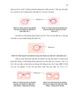 Luận văn : NGHIÊN CỨU ĐÁP ỨNG MIỄN DỊCH ĐỐI VỚI PROTEIN TÁI TỔ HỢP MBP-VT2eB TRÊN THỎ part 6 ppt