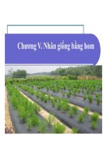 Bài giảng giống cây rừng : Nhân giống bằng hom part 1 docx