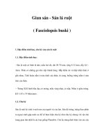Giun sán - Sán lá ruột ( Fasciolopsis buski ) docx
