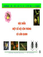 Bài giảng côn trùng : Đặc điểm của một số bộ côn trùng có liên quan pot