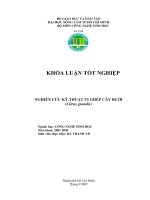Luận văn : NGHIÊN CỨU KỸ THUẬT VI GHÉP CÂY BƯỞI (Citrus grandis) part 1 ppt