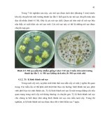 Luận văn : NGHIÊN CỨU KHẢ NĂNG CHUYỂN NẠP GEN CỦA HAI GIỐNG BÔNG VẢI SSR60F VÀ COKER 312 BẰNG VI KHUẨN Agrobacterium tumefaciens part 5 pptx