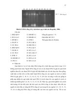 Luận văn : Khuếch đại vùng gen ITS1 - 5,8 S - ITS2 các nguồn nấm Beauveria basiana có tính độc cao part 5 pdf