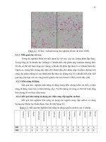 Luận văn : KHẢO SÁT HỆ VI KHUẨN Methylobacterium sp. TRÊN LÚA (Oryza sativa L.) Ở TÂY NINH part 3 pps