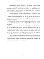 Luận văn : KHẢO SÁT ĐẶC ĐIỂM SINH HỌC VÀ CHU TRÌNH PHÁT TRIỂN CỦA LOÀI TẦM GỬI Macrosolen cochinchinensis TRÊN CÂY CAO SU (Hevea brasiliensis) part 3 docx