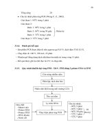 Luận văn : Khuếch đại vùng gen ITS1 - 5,8 S - ITS2 các nguồn nấm Beauveria basiana có tính độc cao part 4 docx