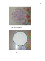 Luận văn : NGHIÊN CỨU QUY TRÌNH SẢN XUẤT MEN BÁNH MÌ KHÔ BẰNG PHƯƠNG PHÁP SẤY THĂNG HOA part 10 ppt