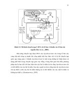 Luận văn : NGHIÊN CỨU KHẢ NĂNG CHUYỂN NẠP GEN CỦA HAI GIỐNG BÔNG VẢI SSR60F VÀ COKER 312 BẰNG VI KHUẨN Agrobacterium tumefaciens part 4 pptx