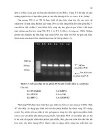 Luận văn : PHÂN TÍCH ĐA DẠNG DI TRUYỀN MỘT SỐ MẪU NẤM Corynespora cassiicola (Berk. & Curt.) Wei GÂY BỆNH TRÊN CÂY CAO SU (Hevea brasiliensis Muell. Arg.) BẰNG PHƯƠNG PHÁP RFLP – PCR part 6 doc