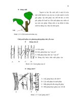 Luận văn : NGHIÊN CỨU KỸ THUẬT VI GHÉP CÂY BƯỞI (Citrus grandis) part 4 ppsx