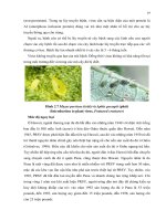 Luận văn : SỬ DỤNG KỸ THUẬT DAS-ELISA VÀ RT-PCR ĐỂ PHÁT HIỆN VIRUS GÂY BỆNH ĐỐM VÕNG TRÊN CÂY ĐU ĐỦ (Papaya ringspot virus) TẠI HAI TỈNH ĐỒNG NAI VÀ ĐỒNG THÁP part 4 potx