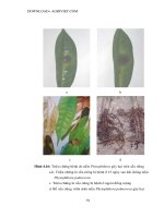 Luận văn : Chọn lọc và nhân sinh khối nấm Trichodema đối kháng với nấm gây hại cây trồng part 7 pptx