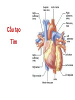 BÀI GIẢNG SINH HỌC - CẤU TẠO TIM doc