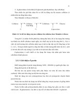 Luận văn : BƯỚC ĐẦU NGHIÊN CỨU SẢN XUẤT BỘT CACAO BẰNG PHƯƠNG PHÁP LÊN MEN CÓ BỔ SUNG VI SINH VẬT part 4 pps