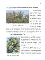 Luận văn : NGHIÊN CỨU KỸ THUẬT VI GHÉP CÂY BƯỞI (Citrus grandis) part 3 doc