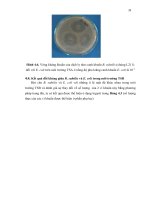 Luận văn : PHÂN LẬP VI KHUẨN BACILLUS SUBTILIS TỪ ĐẤT VÀ KHẢO SÁT TÍNH ĐỐI KHÁNG VỚI VI KHUẨN E. COLI GÂY BỆNH TIÊU CHẢY TRÊN HEO part 7 pptx