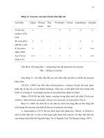 Luận văn : XÁC ĐỊNH GEN GÂY ĐỘC VÀ TÍNH ĐA DẠNG DI TRUYỀN CỦA NẤM Metarrhizium anisopliae KÝ SINH TRÊN CÔN TRÙNG part 4 doc