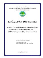 Luận văn : NGHIÊN CỨU TẠO CÂY DỨA CAYENNE IN VITRO SẠCH VIRUS GÂY BỆNH HÉO ĐỎ ĐẦU LÁ (PMWaV- Pineapple mealybug wilt associated virus) part 1 pdf