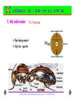 Bài giảng côn trùng : Đặc điểm giải phẫu côn trùng part 3 docx