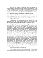 Giáo trình Hình thái giải phẩu học thực vật part 2 doc