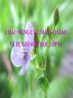 Tác động của con người đối với ô nhiễm môi trường