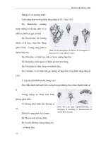 Giáo trình đa dạng động vật part 9 pot