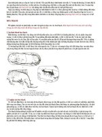 Ôn tập : Sinh học 12 phần 3 ppsx