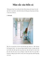 Màu sắc của biển cả ppt