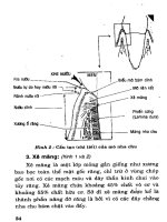 Chuyên đề: Bệnh Răng, Hàm, Mặt part 4 pptx