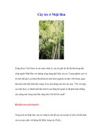 Cây tre ở Nhật Bản - 1 pps